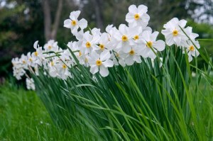 Daffodil Actaea 30 Bulbs