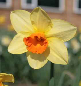 Daffodil Pipe Major 30 Bulbs