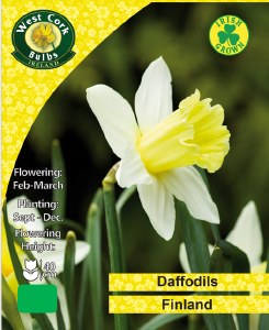 Daffodil Finland 30 bulbs