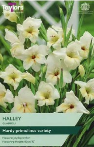 Gladioli Halley