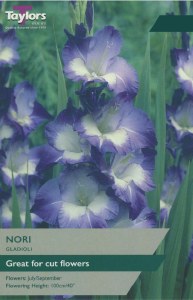 Gladiolus Nori