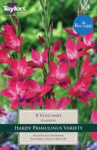 Gladiolus Vulcano