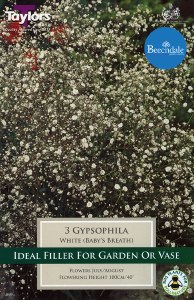 Gypsophila White