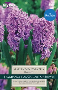 Hyacinth Splendid Cornelia 5pk