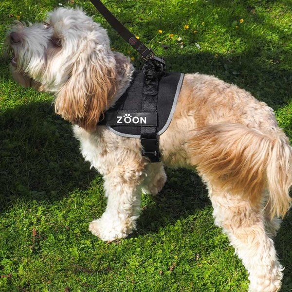 Walkabout Adjustable Chest Harness