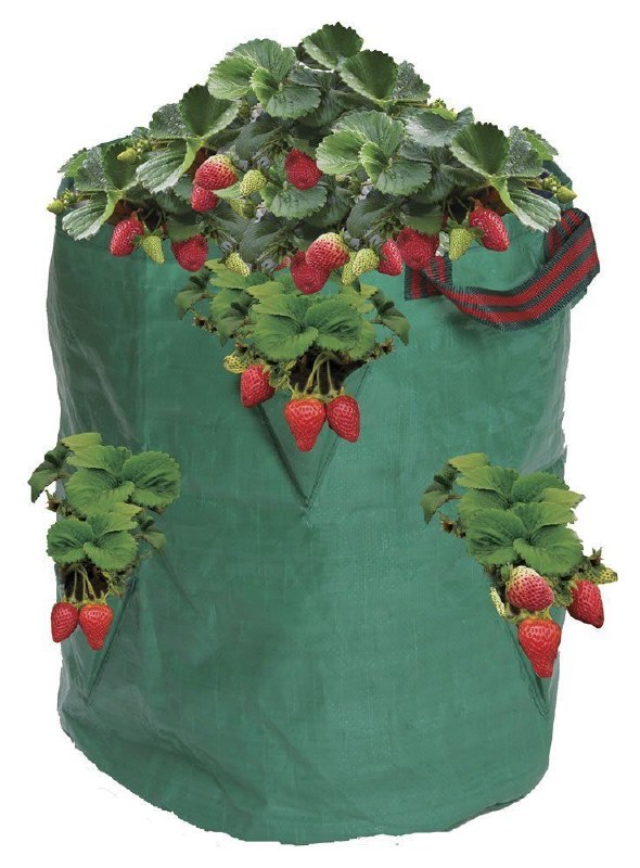 Strawberry Herb Planter Beechdale Garden Centre