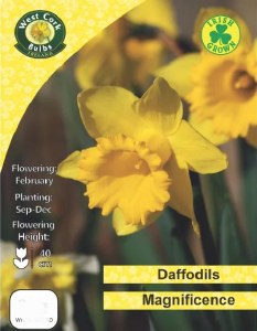Daffodil Magnificence 30 Bulbs