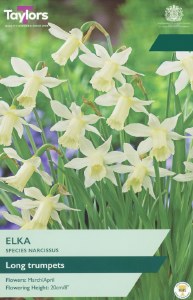 Narcissus Elka 8 bulbs