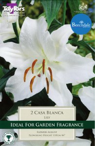 Oriental Lily Casa Blanca
