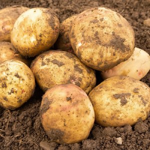 Potatoes Cara 2Kg