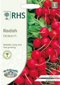 RHS Radish Escala F1