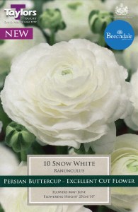 Ranunculus Snow White