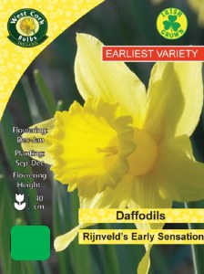 Daffodil Rijnveld's Early 25Kg