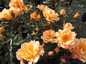 Rosa 'Bridge of Sighs'