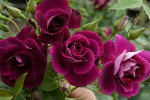 Rosa 'Burgundy Ice'