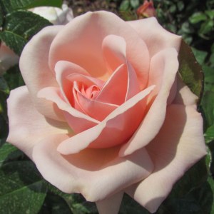 Rosa 'Aphrodite'
