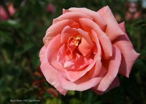 Rose HT  Troika