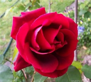 Rosa 'Crimson Glory'