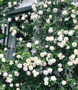 Rosa 'Alberic Barbier'