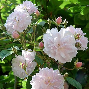 Rosa 'Paul's Himalayan Musk'