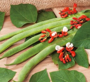 RHS Runner Bean St. George