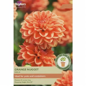 Dahlia Orange Nugget