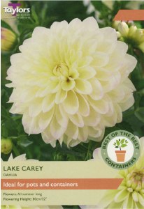 Dahlia Lake Carey