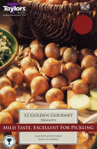 Shallot 'Golden Gourmet'