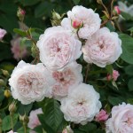 Rosa 'The Albrighton Rambler'