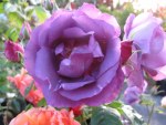 Rosa 'Rhapsody in Blue'