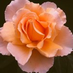 Rosa 'Just Joey'