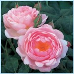Rosa 'Scepter'd Ilse'