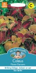 Coleus Flame Dancers