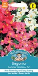 Begonia Summer Rainbow F2