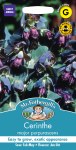 Cerinthe major purpurascens
