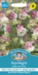 Aquilegia Petticoat Pink
