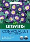 Convolvulus Royal Ensign