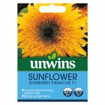 Sunflower Starburst Panache F1