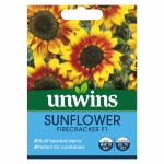 Sunflower Firecracker