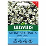 Alpine Saxifraga Snow Carpet