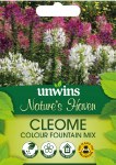 Nature's Haven Cleome Colour Fountain Mix