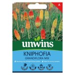 Kniphofia Grandiflora Mix