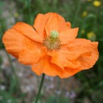 Papaver 'Orange Feathers'