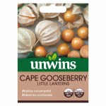 Cape Gooseberry Little Lantern