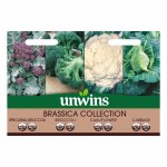 Brassica Collection