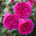 Rosa 'Jame L Austin'
