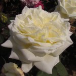 Rosa 'The Diamond Wedding'