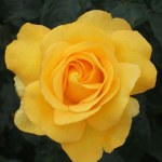 Rosa 'Keep Smiling'