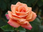 Rosa 'Peach Melba'