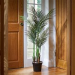 Phoenix Palm 137cm